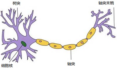 图4 神经元