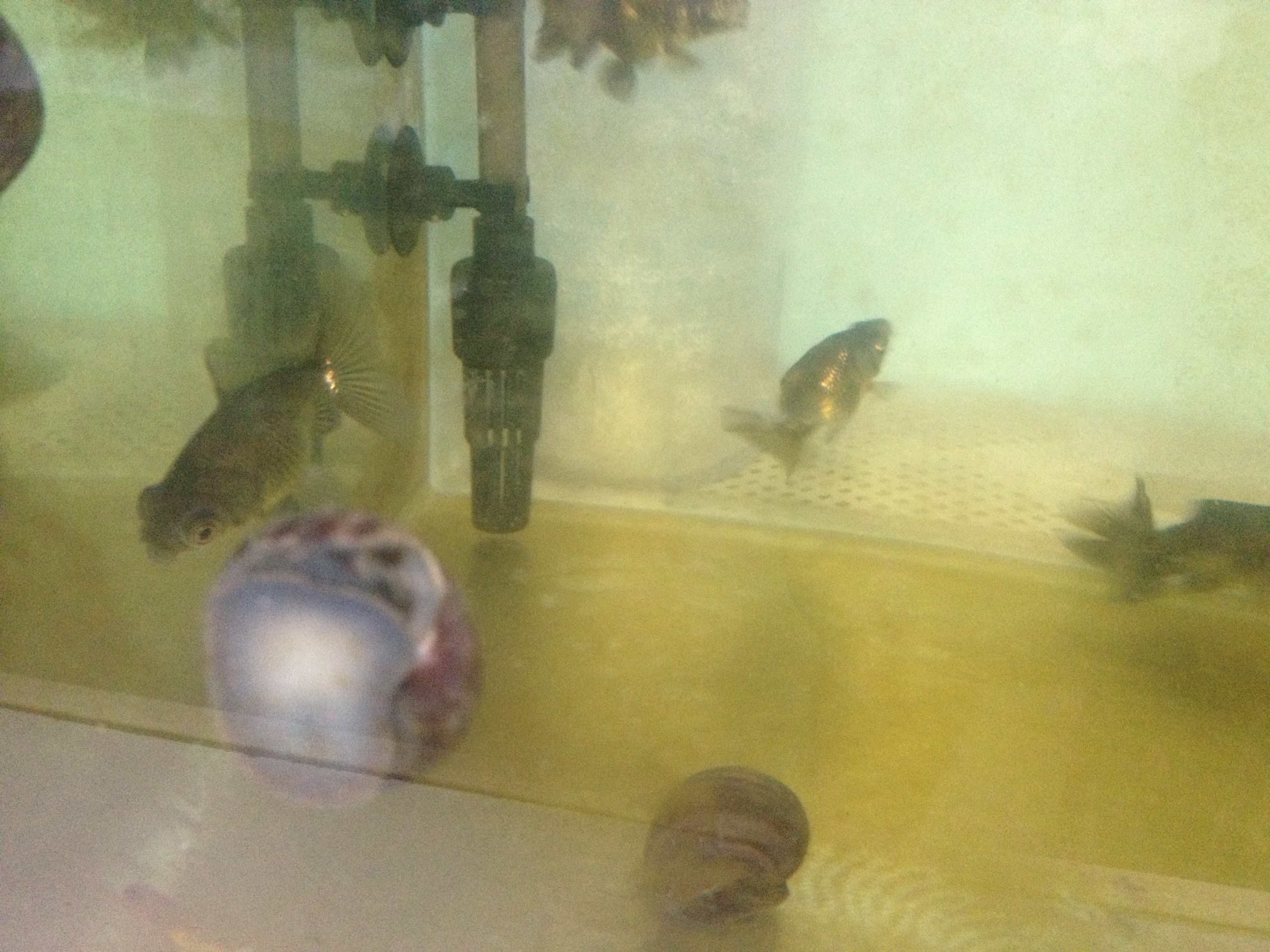 金鱼+水蜗牛